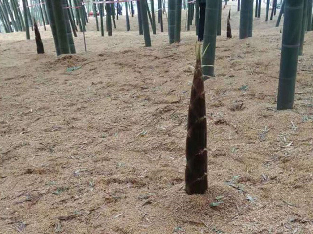 礱糠覆蓋示范片